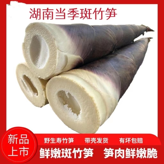 双峰县湖南当季白肉斑竹甜笋专挖出土七八寸嫩笋雷竹笋带壳去老根泡沫箱