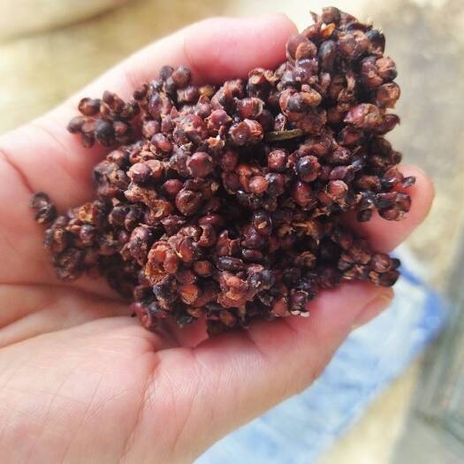 安宁市一道出粮蒸馏发酵高粱玉米酒糟赛豆渣