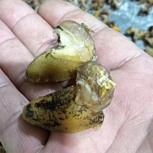 连云港鲍螺肉 老婆脚肉 假鲍鱼肉 黄金鲍螺肉 珍珠螺肉