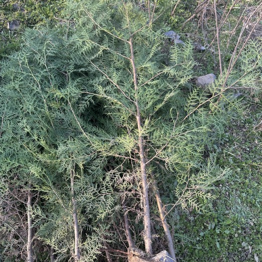 周至县16/18杯侧柏