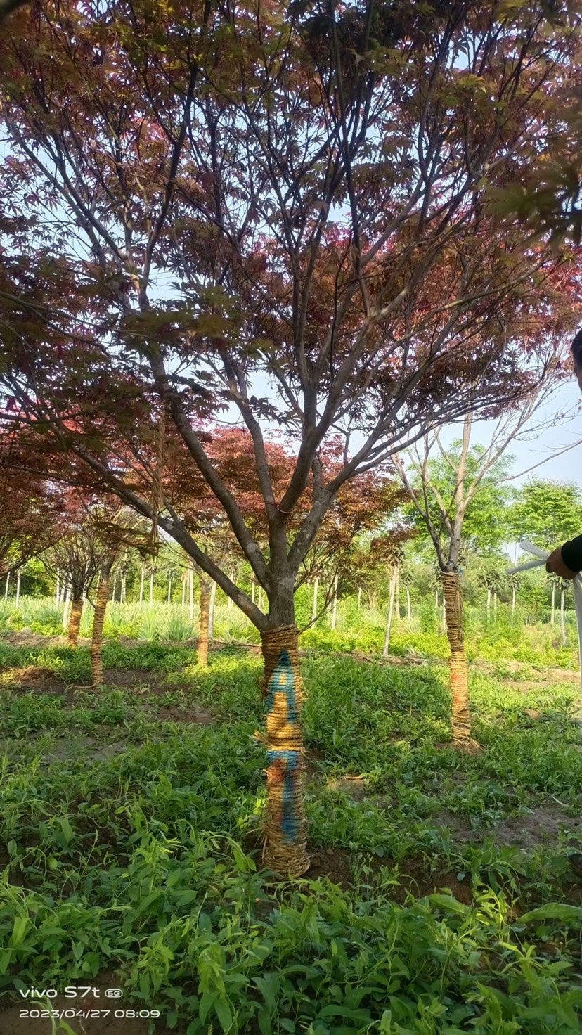日本红枫