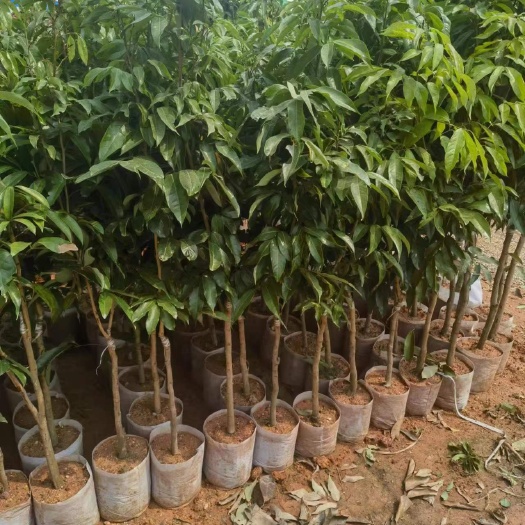 灵山县桂味荔枝苗，无核荔枝嫁接苗，三叶红荔枝苗，妃子笑荔枝苗