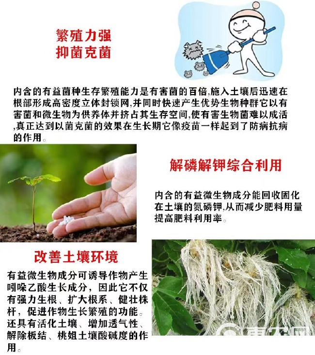 根部病害根腐病茎腐死根烂苗青枯立枯病枯黄萎微生物菌剂专用菌剂