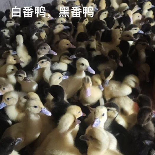 莆田小种白番公斤鸭青年鸭条鸭多种规格￼大量现货批发