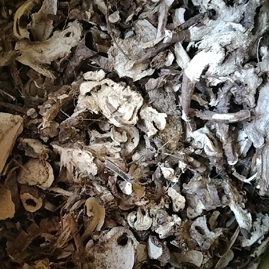 苦参片 大别山特产批发零售5斤包邮产自深山