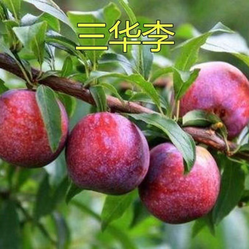 广西平南三华李产地直供，品质保证欢迎咨询