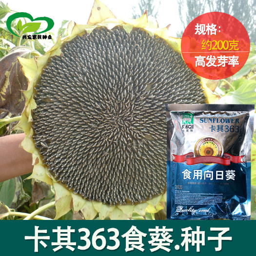 河间市香葵杂交食用向日葵食葵种子农田菜地农户种植杂交大头杆粗食葵籽