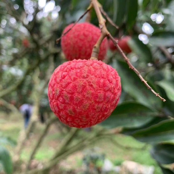 荔枝：大量上市