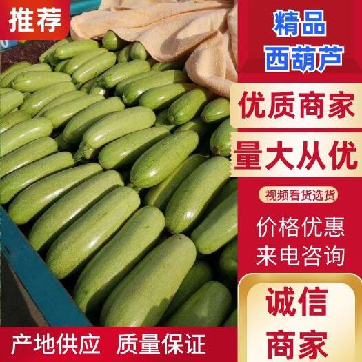 博爱县绿皮西葫芦，大量供应电商，市场，食堂都可以
