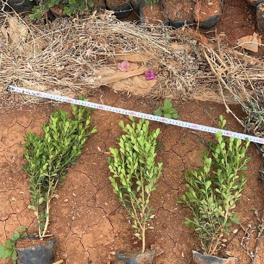 瓜子黄杨 自产自销 产地直供 苗木花卉  工程对接等大量从