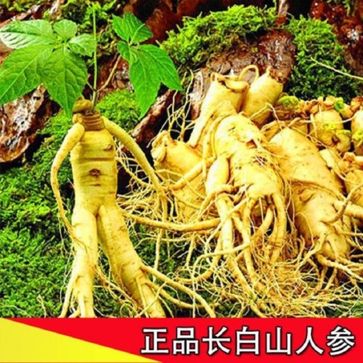 人参种子四季南北方种植耐寒耐热药材种子籽易种蔬菜种子
