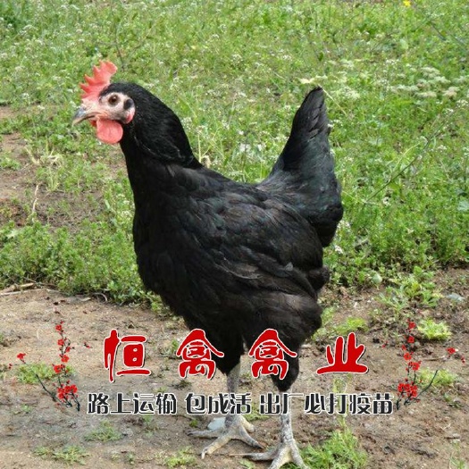 衡阳县黑羽绿壳蛋鸡苗多产蛋王蛋鸡苗黑鸡苗另有细脚土鸡苗脱温一个月鸡