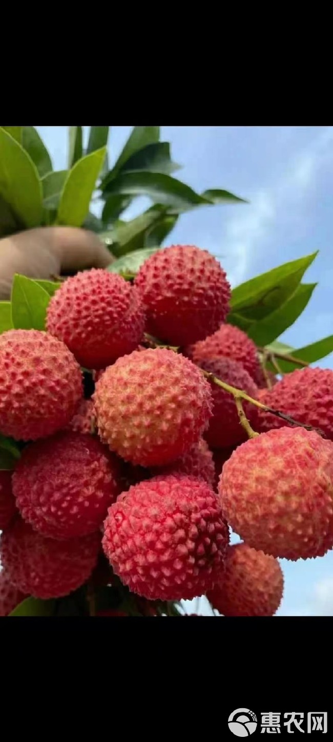 荔枝：大量上市