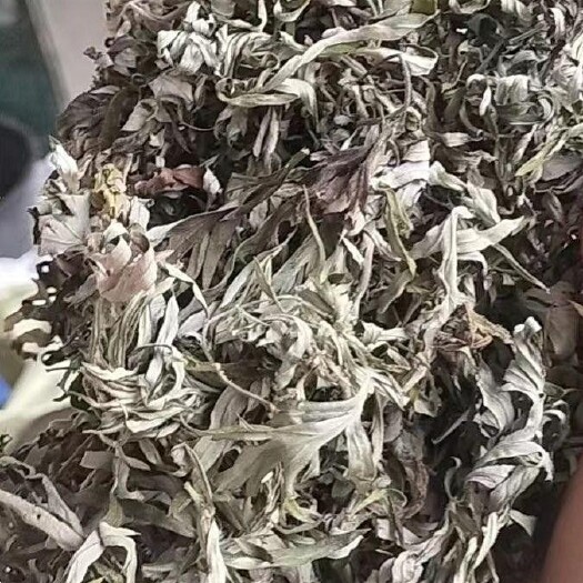 献县艾叶，小叶艾，扎捆