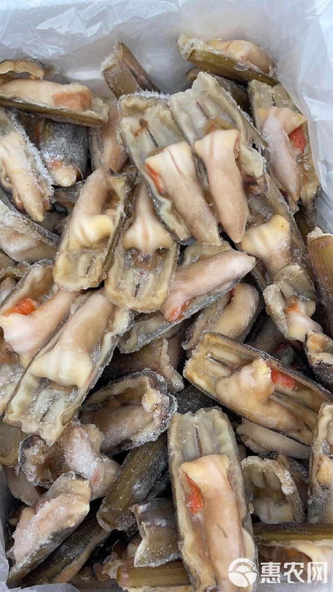 大竹蛏子海鲜水产贝类蛏子速冻新鲜蛏子海蛏带壳蛏子圣子