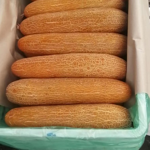 寿光市寿光老黄瓜，商超，档口，欢迎对接