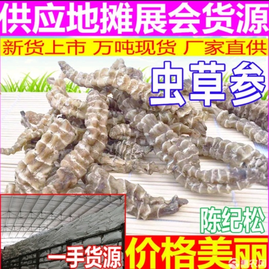 玉林虫草参批发价地参产地批发