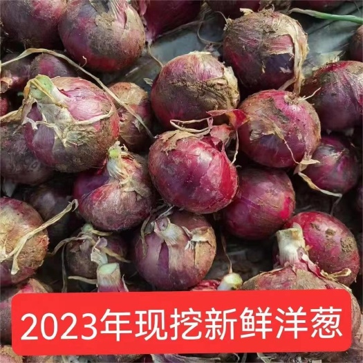 昆明云南紫皮洋葱3/5/9斤一件代发包邮整箱批发