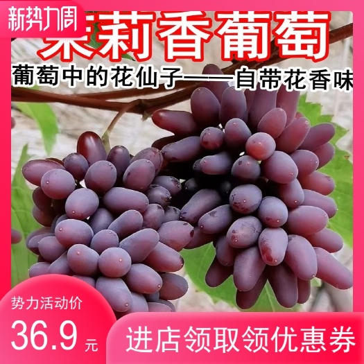 弥勒市云南夏黑茉莉香葡萄新鲜香甜红无籽提当季玫瑰香水果整箱顺丰包邮
