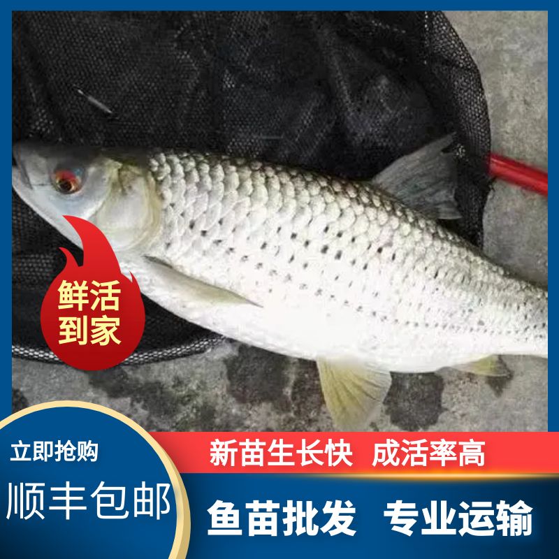 广州广东广州花都区赤眼蹲鱼苗红眼凌草鱼苗