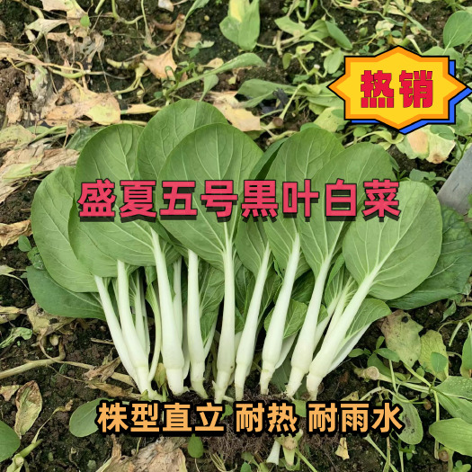 广州盛夏五号黑叶白菜种子 较抗热抗病 较耐雨水 株型直立漂亮
