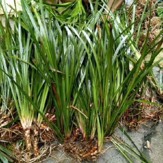 湘潭县石菖蒲种苗，大叶红根石菖蒲