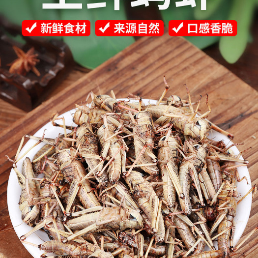 沂水县人工养殖蚂蚱，东亚飞蝗，批发零售