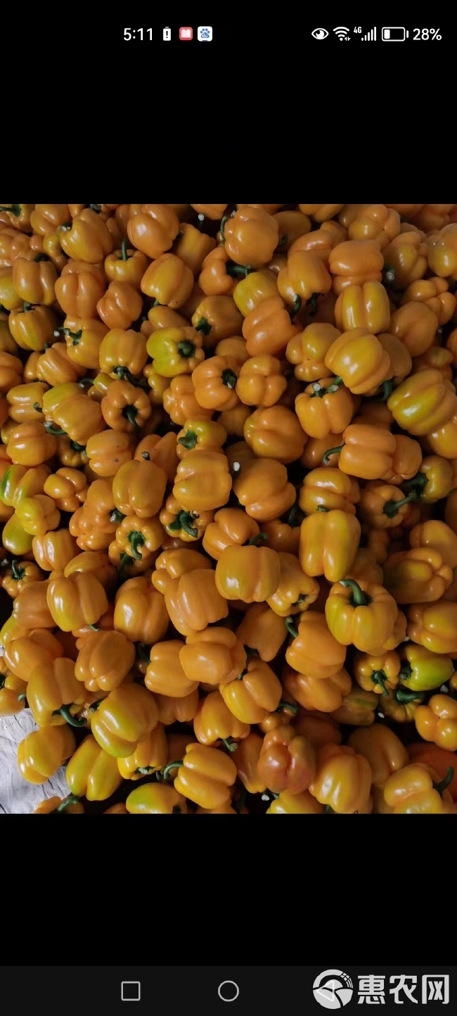 寿光五彩椒，黄彩椒，高温棚种植，颜色正，果型周正，产地直发