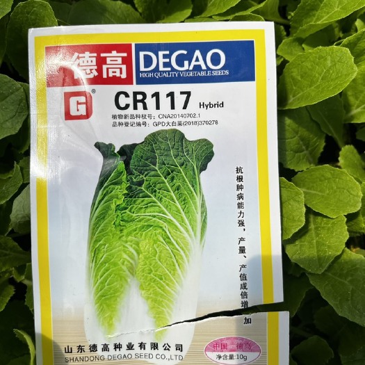 通海县抗根肿的大白菜苗