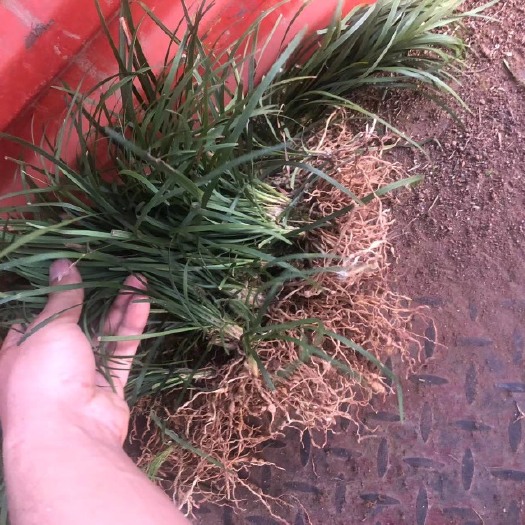 枝江市细叶麦冬草，庭院绿化工程植物