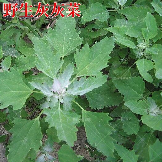 赫章县灰灰菜灰条菜贵州野生灰条菜量大从优一件代发