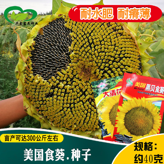 河间市美国黑贝食葵种子农田菜园籽粒饱满修长葵花籽大粒向日葵种子