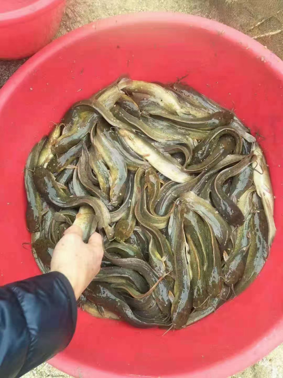 塘鲺魚苗貴妃一號黃色快大本地塘角魚優(yōu)質(zhì)鮮活食用魚苗漁場直供