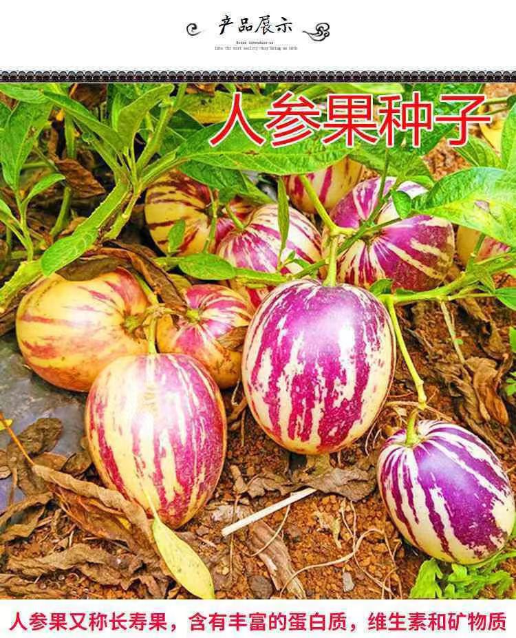 四季人参果种子奶香大果圆形黄肉黄皮紫纹农田菜园基地水果种子