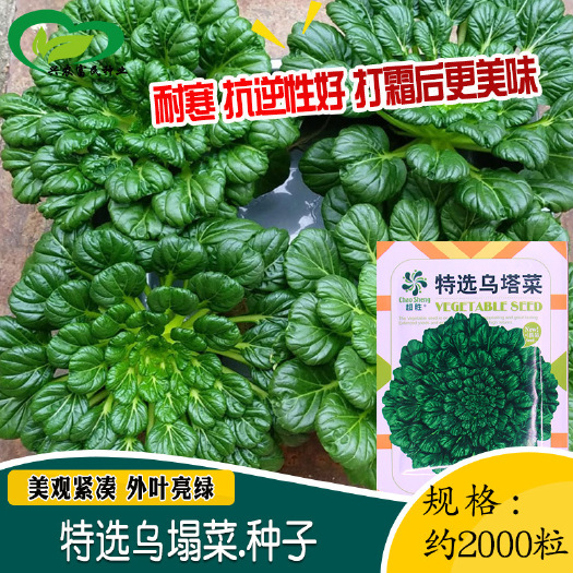河间市耐寒耐热抗逆性好黑心乌白菜种子四季播种矮脚打霜后更美味乌塌菜