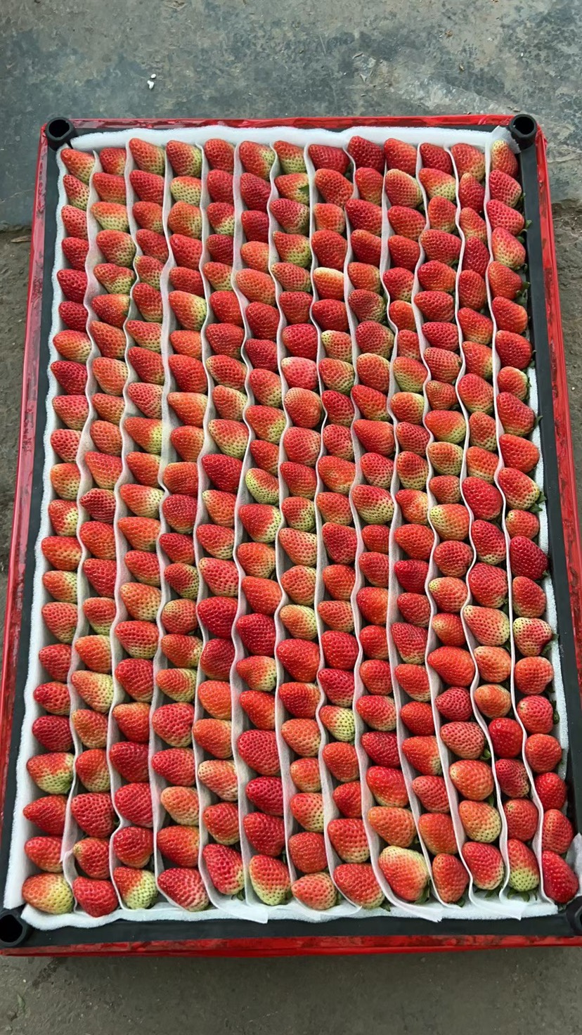 会泽县（黑框装）云南四季新鲜草莓草莓商用批发冰糖葫芦烘焙现摘现发