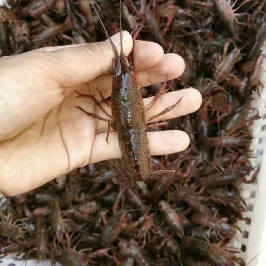 小龙虾苗 养殖基地小龙虾苗直供