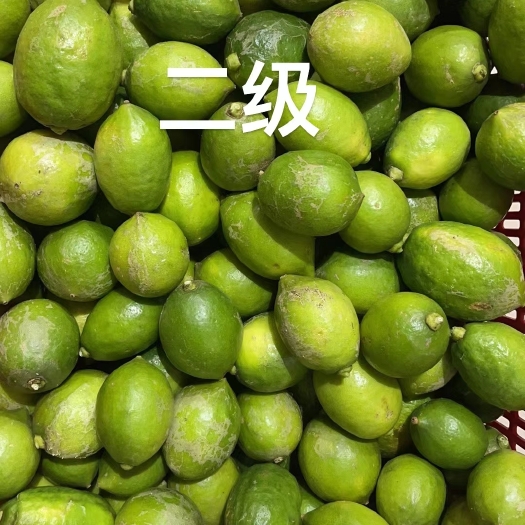 徐闻县海南青柠檬，广东香水柠檬，可产地看货