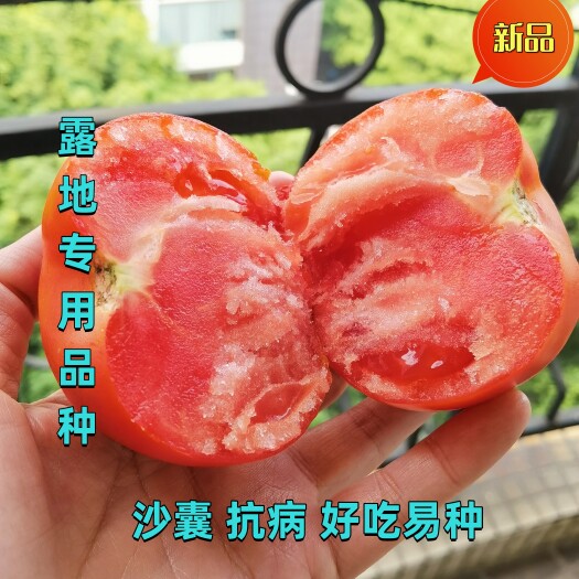 广东广州沙瓤番茄 露地好吃易种 优品308番茄种子  汁多 番茄味浓