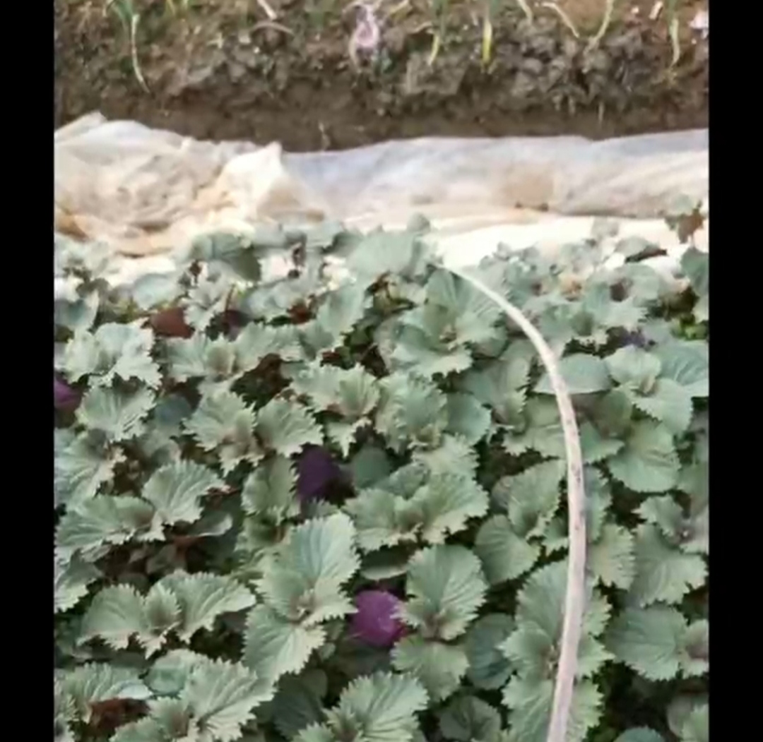 玉林紫苏苗