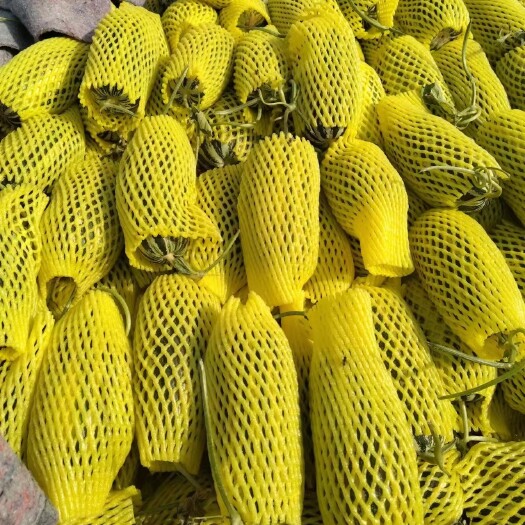 长沙博洋9号，博洋6号小白瓜网纹瓜等各式品种现摘现发货电商 超市