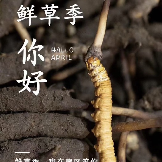 西宁青海果洛高海拔新鲜冬虫夏草 干货源头直供 空运发货