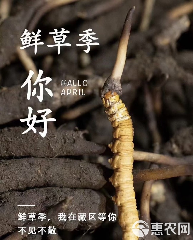 2024年青藏高海拔干虫草产地一手货源批发