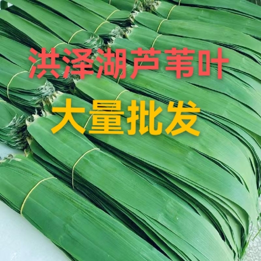泗阳县今年现摘现发，洪泽湖芦苇叶，粽子叶，大量批发。
