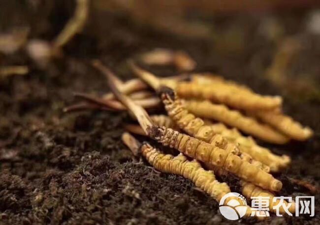 2024年青藏高海拔新鲜虫草产地一手货源批发
