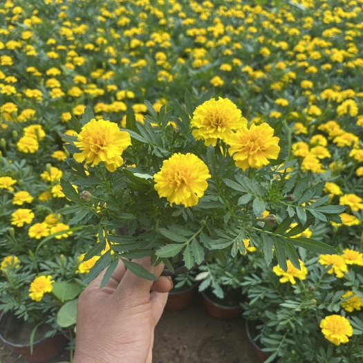 青州市孔雀草，自家苗圃生产，量大从优，双色杯