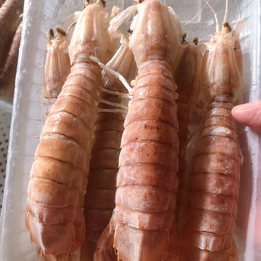北海高品质的皮皮虾，北海道赖尿虾
