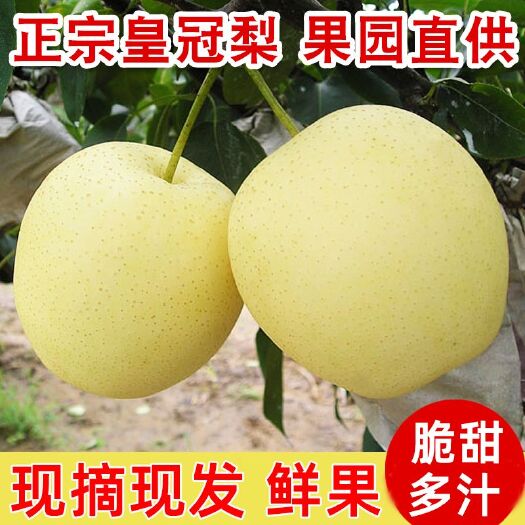 河北赵县特产皇冠梨当季应季新鲜水果梨10斤脆甜梨