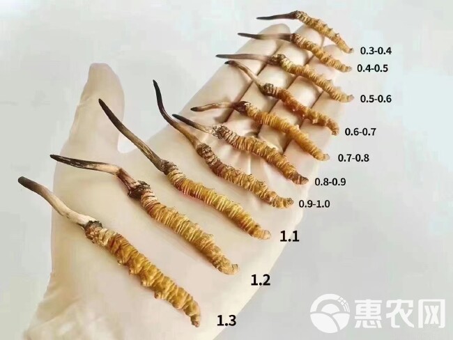 2024年青藏高海拔干虫草产地一手货源批发