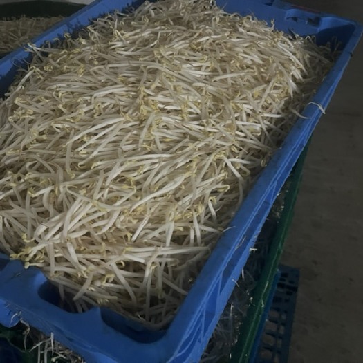 沛县绿豆芽 产量充足可靠